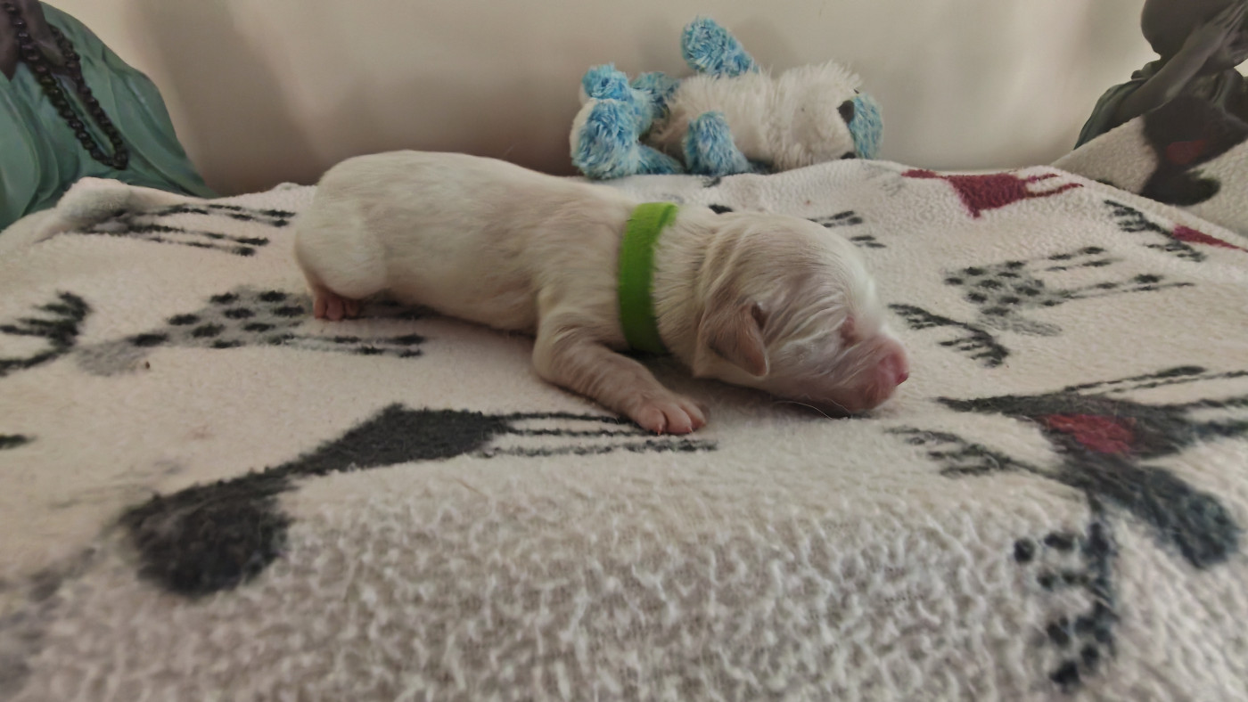 Du Clos De La Foye - Chiots disponibles - Golden Retriever